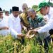 Holding Perkebunan Nusantara melalui PTPN IV PalmCo Dorong Ketahanan Pangan Lewat Pola Tumpangsari Sawit–Padi