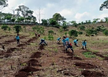 Holding Perkebunan Nusantara Dorong RPN Perkuat Ekonomi Petani Lewat Program Kopi Robusta di NTB