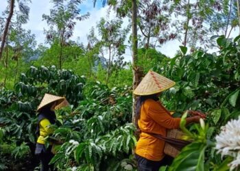 Holding Perkebunan Nusantara Melalui PTPN I Mulai Bangkitkan Kembali Kopi Arabika Jawa di Lereng Ijen