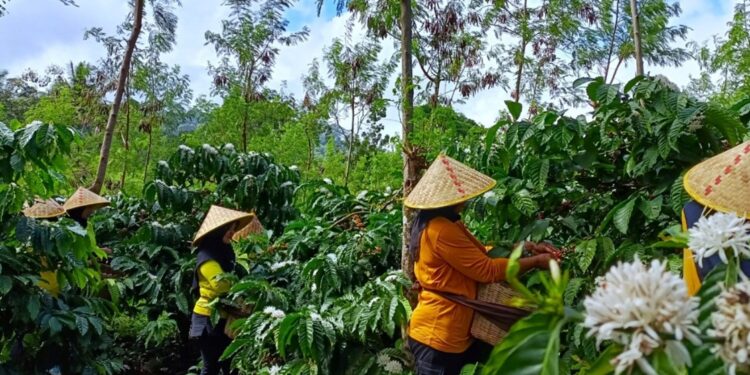 Holding Perkebunan Nusantara Melalui PTPN I Mulai Bangkitkan Kembali Kopi Arabika Jawa di Lereng Ijen