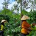 Holding Perkebunan Nusantara Melalui PTPN I Mulai Bangkitkan Kembali Kopi Arabika Jawa di Lereng Ijen