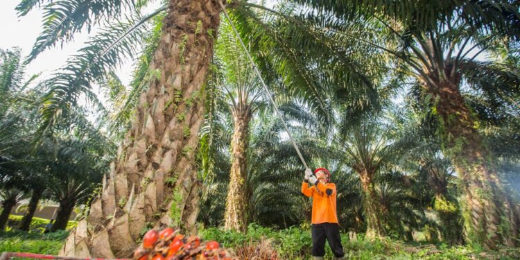 Realisasi Rekomtek PSR Capai 2.287 Ha, PalmCo Lampaui Target Awal Tahun hingga 25%