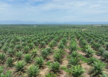 Produksi Sawit Nasional Stagnan, PalmCo Genjot Transformasi Kebun Rakyat