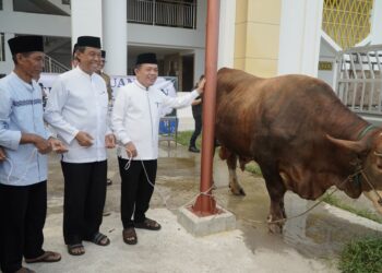 Gubernur Al Haris Serahkan Sapi Kurban Presiden Prabowo Seberat 930 Kilogram di Jambi