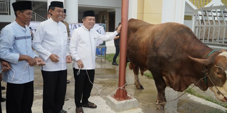 Gubernur Al Haris Serahkan Sapi Kurban Presiden Prabowo Seberat 930 Kilogram di Jambi
