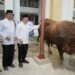 Gubernur Al Haris Serahkan Sapi Kurban Presiden Prabowo Seberat 930 Kilogram di Jambi