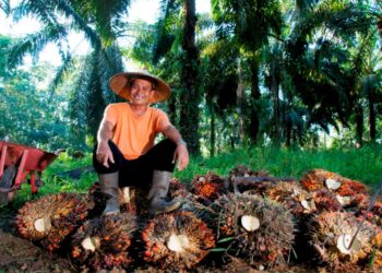 Harga Sawit Sempat Tertekan, PTPN IV PalmCo Jaga Serapan TBS Petani Sesuai Aturan