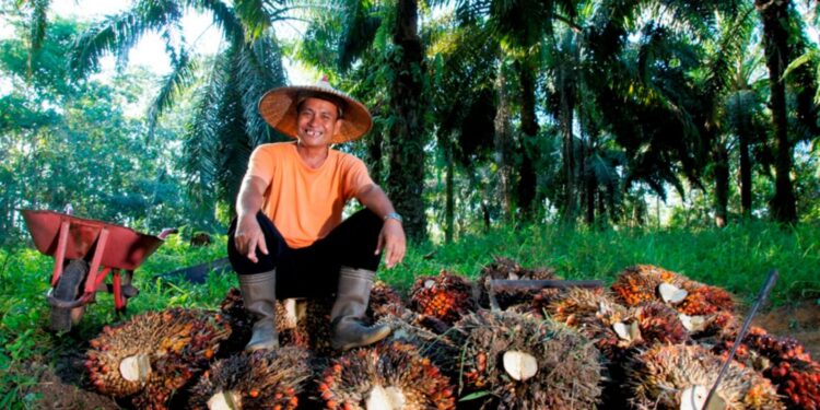Harga Sawit Sempat Tertekan, PTPN IV PalmCo Jaga Serapan TBS Petani Sesuai Aturan