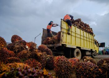Produksi TBS PTPN IV Regional IV Lebih Target 116 Persen