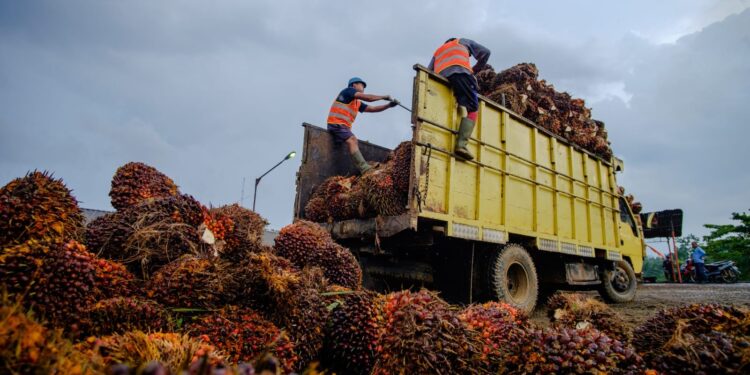 Produksi TBS PTPN IV Regional IV Lebih Target 116 Persen