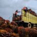 Produksi TBS PTPN IV Regional IV Lebih Target 116 Persen