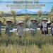 Gubernur Al Haris Hadiri Panen Raya TNI di Desa Kota Baru Geragai, Dukung Ketahanan Pangan