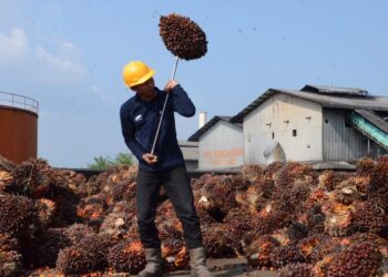Catat Kinerja Positif, Produksi TBS PTPN IV Regional IV Tembus 244 Ribu Ton di Semester I 2026