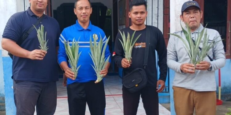 Tingkatkan Pendapatan Warga, PTPN IV Regional IV Salurkan 1.500 Bibit Nanas untuk Dua Desa di Tanjab Timur