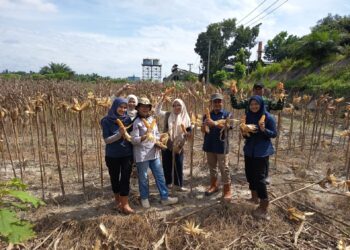 Dukung Kemandirian Pangan Nasional, PTPN IV Regional IV Kebun Tanjung Lebar Sukses Gelar Panen Kedua dan Lanjutkan Penanaman Tahap Ketiga