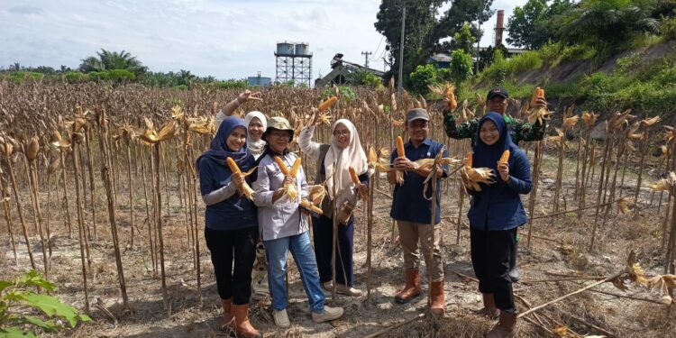Dukung Kemandirian Pangan Nasional, PTPN IV Regional IV Kebun Tanjung Lebar Sukses Gelar Panen Kedua dan Lanjutkan Penanaman Tahap Ketiga