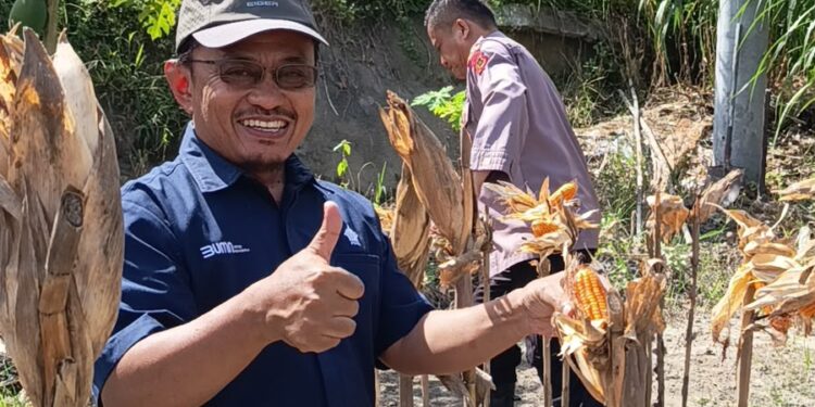 Dukung Kemandirian Pangan Nasional, PTPN IV Regional IV Kebun Tanjung Lebar Sukses Gelar Panen Kedua dan Lanjutkan Penanaman Tahap Ketiga