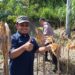 Dukung Kemandirian Pangan Nasional, PTPN IV Regional IV Kebun Tanjung Lebar Sukses Gelar Panen Kedua dan Lanjutkan Penanaman Tahap Ketiga