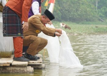 Gubernur Al Haris Restocking 25.000 Benih Ikan Nilem di Lubuk Larangan Danau Sibuk Kabupaten Bungo