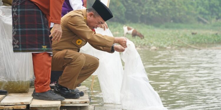 Gubernur Al Haris Restocking 25.000 Benih Ikan Nilem di Lubuk Larangan Danau Sibuk Kabupaten Bungo